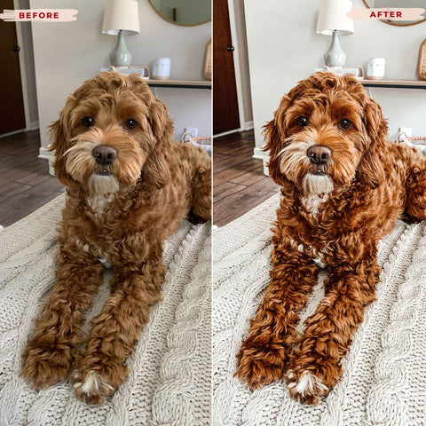 GOLDEN DOODLE LIGHTROOM PRESETS