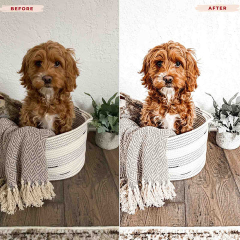 GOLDEN DOODLE LIGHTROOM PRESETS