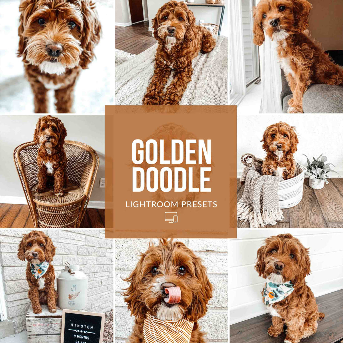 GOLDEN DOODLE LIGHTROOM PRESETS